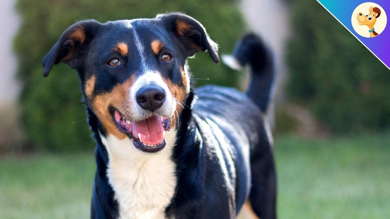 Appenzeller Sennenhund ▶︎ Charakter, Haltung & Pflege | Rasseportrait ✅