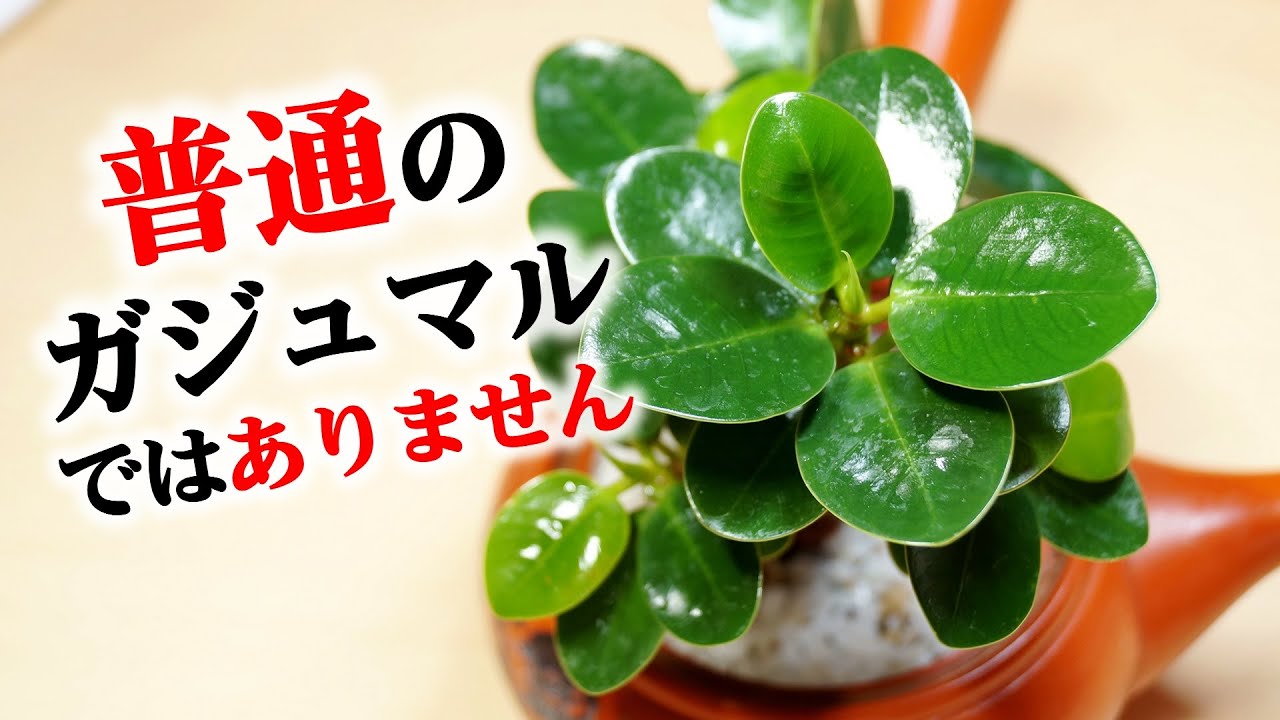 この観葉植物は見つけたら必ずゲットしたい【パンダガジュマル】