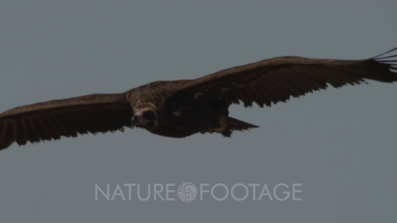 Eurasian Black Vulture in flight over meadow
