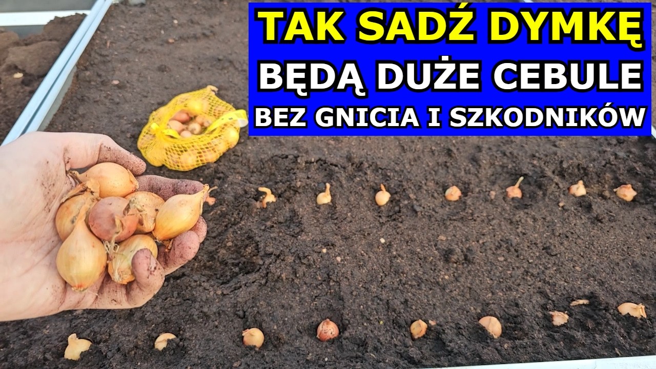 TAK SADŹ Cebulę Dymkę aby BYŁA DUŻA, Nie Miała Szkodników, Nie Gniła. Jak sadzić Cebulę Dymkę Uprawa