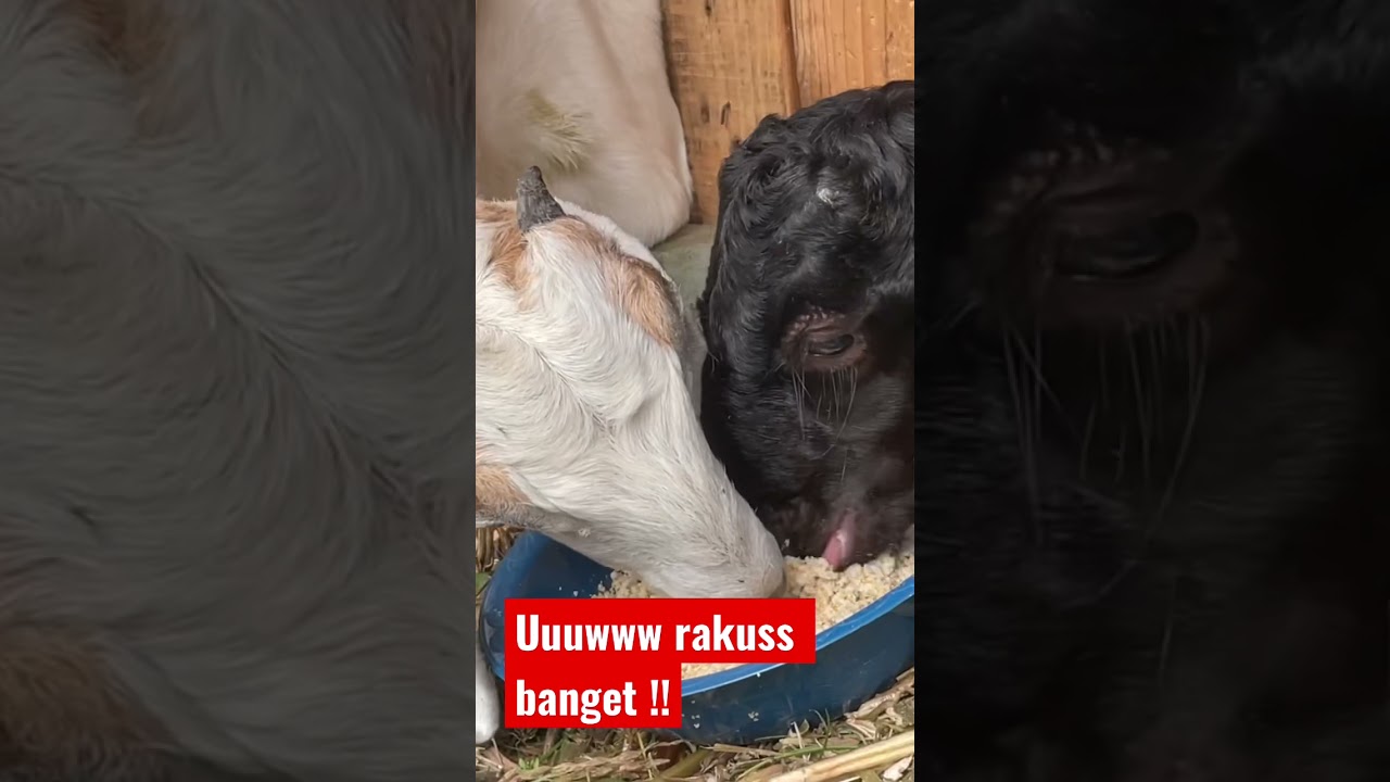 Makan gamblong ! #shorts