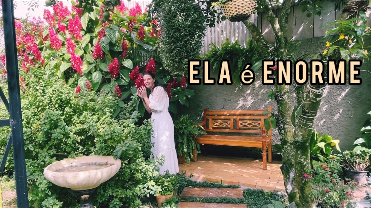 CONHEÇA a GRANDE Vermelha do Meu Jardim 