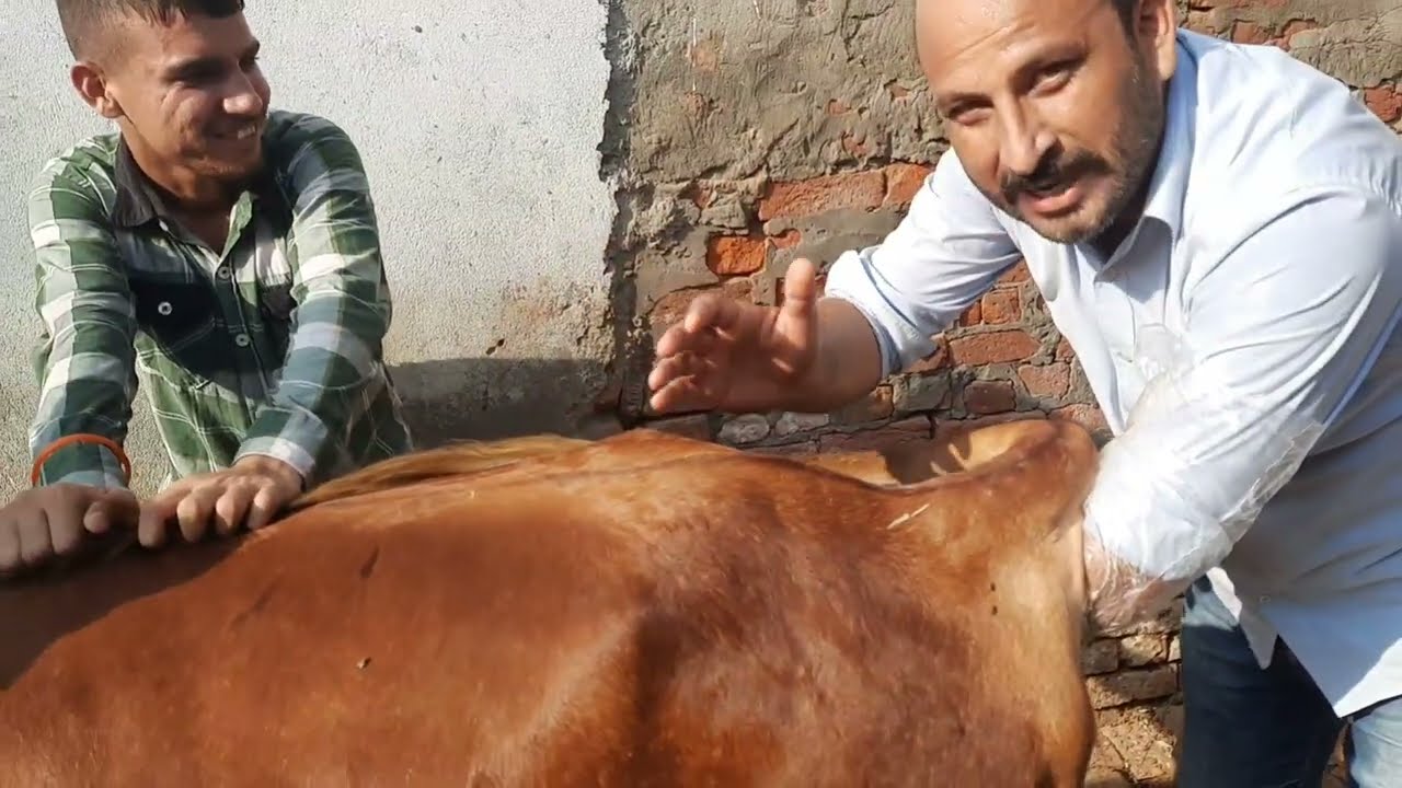 बिना हाथ डालें बहार से गरब जाँच कैसे करे |Pregnancy Diagnosis in cattle Heifer How to do P.D in cow|