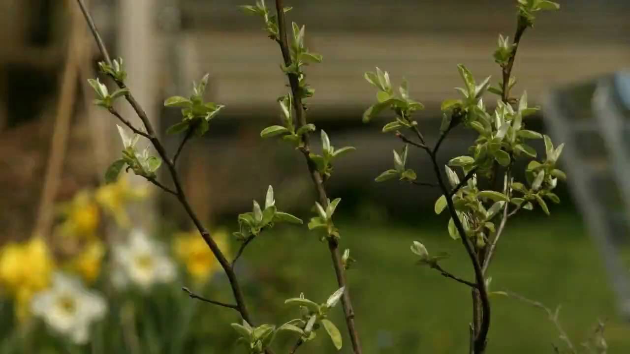 Quince tree timelapse