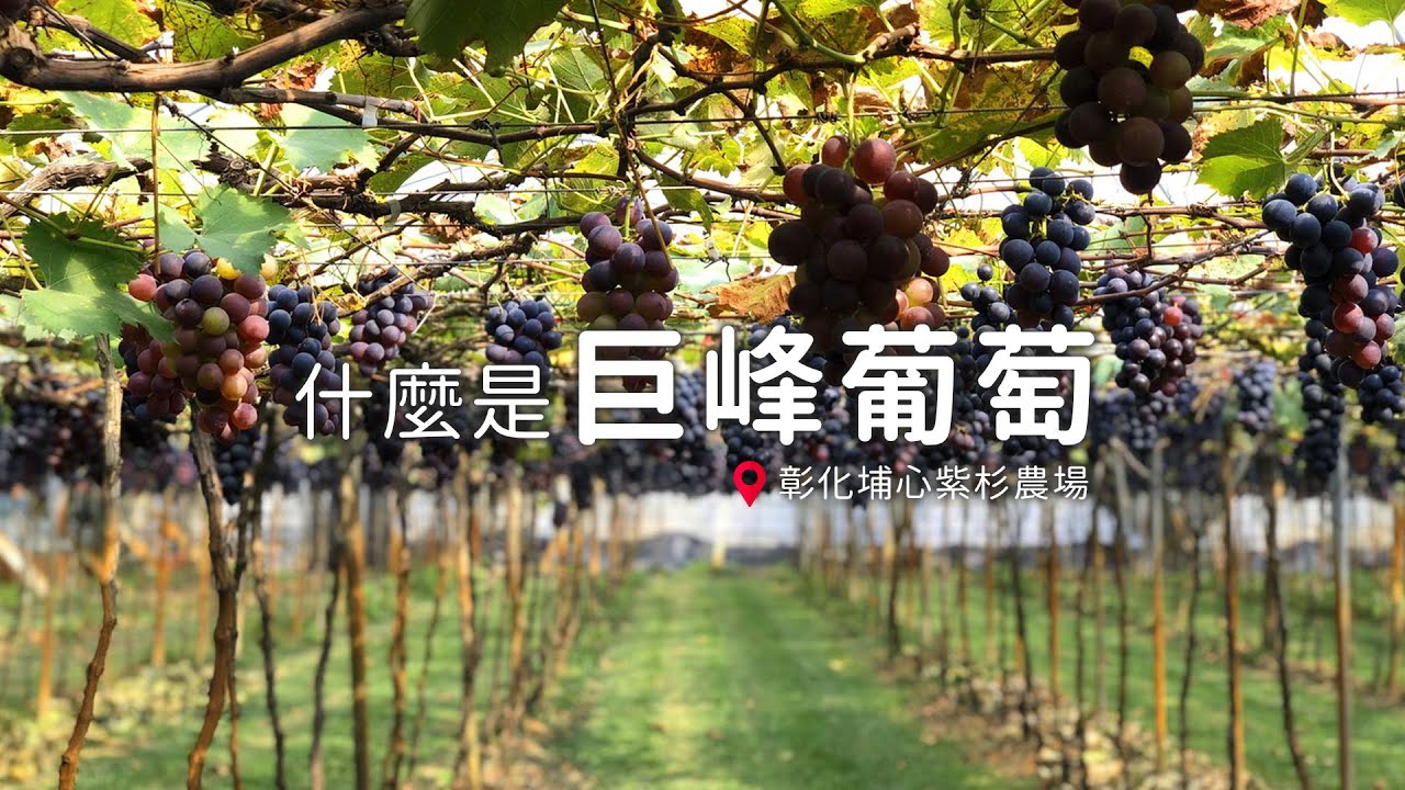 【亮點台灣】常常聽到 #巨峰葡萄，但你認識「巨峰葡萄」嗎？ ft.紫杉農場 黃絤鎗大哥