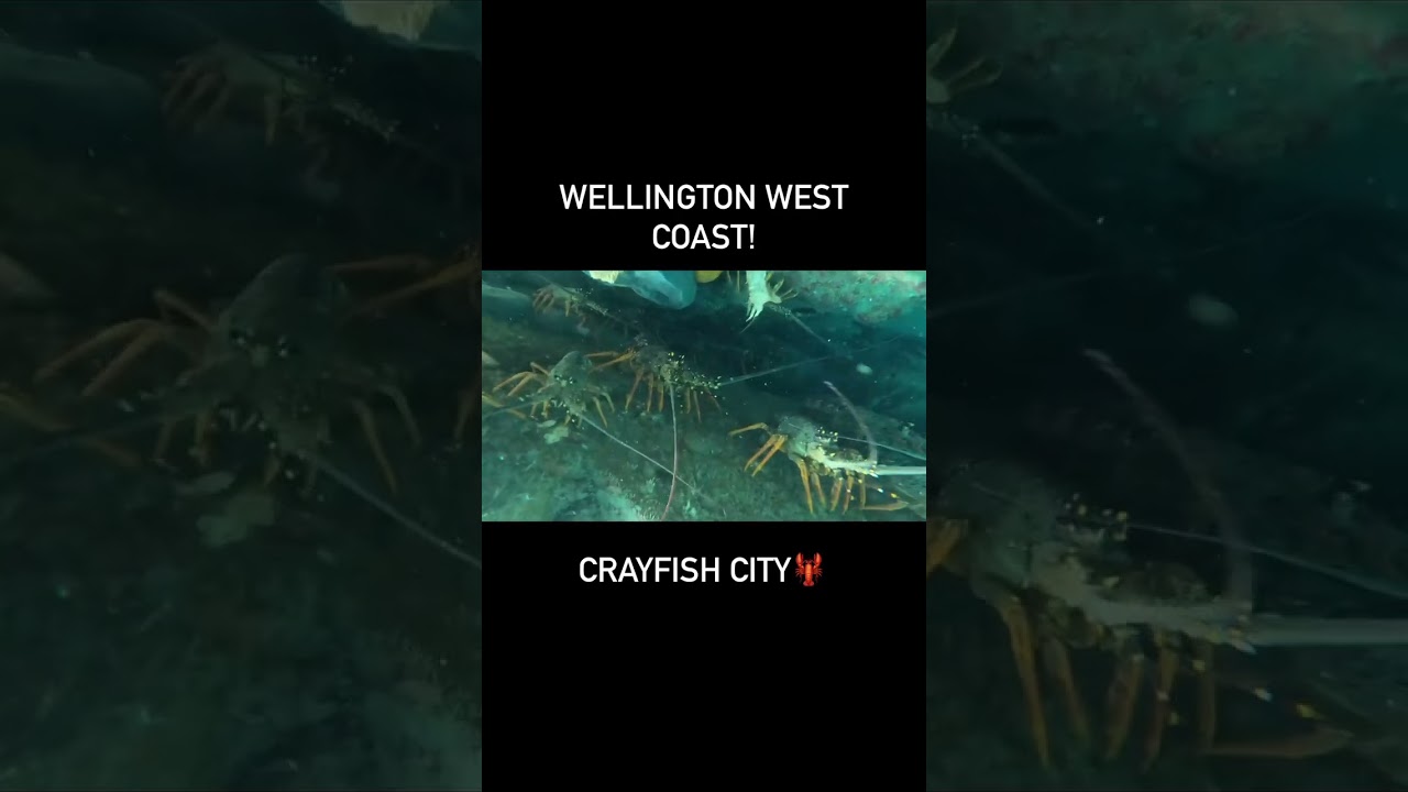 Crayfish from the West Coast of Wellington, New Zealand #crayfish #diving