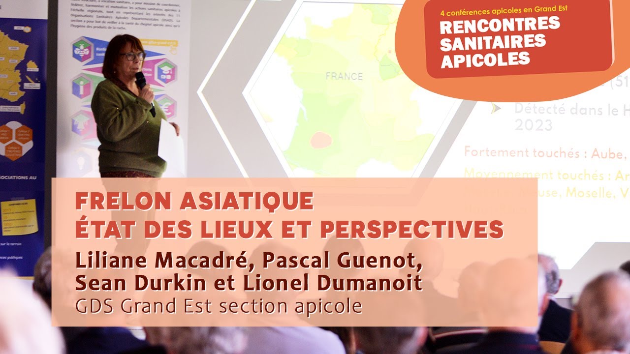 Frelon asiatique - état des lieux et perspectives en Grand Est | GDS Grand Est Section Apicole
