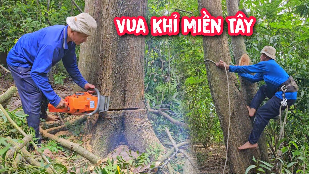 Vua Khỉ cưa hạ nhiều gốc c&acirc;y Tr&agrave;m nằm trong vườn nh&atilde;n.