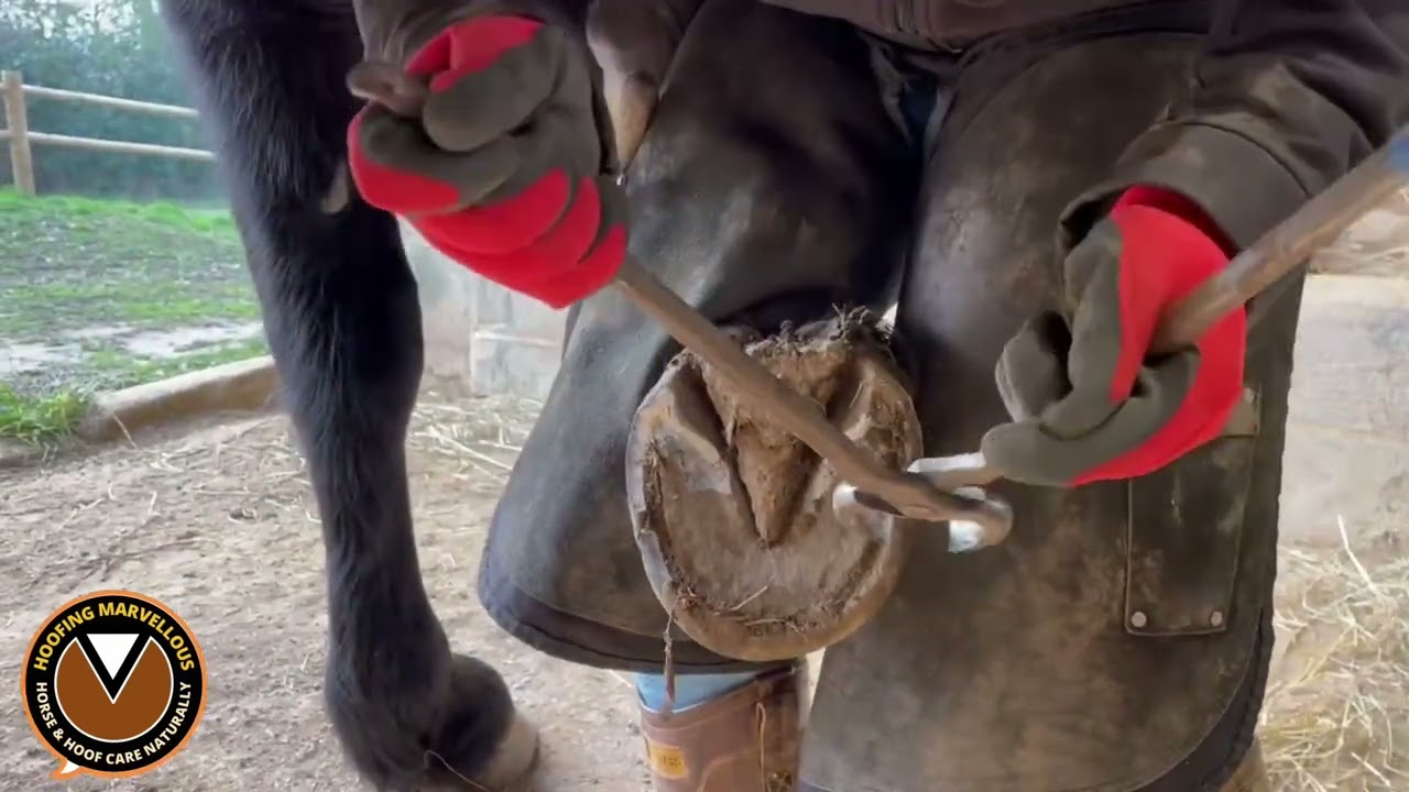 Trimming to the HSP (on a big foot Normandy Cob) 💪