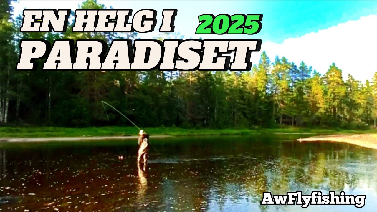 3 DAGARS FISKE I PARADISET - Flugfiske i Dalarna 2025