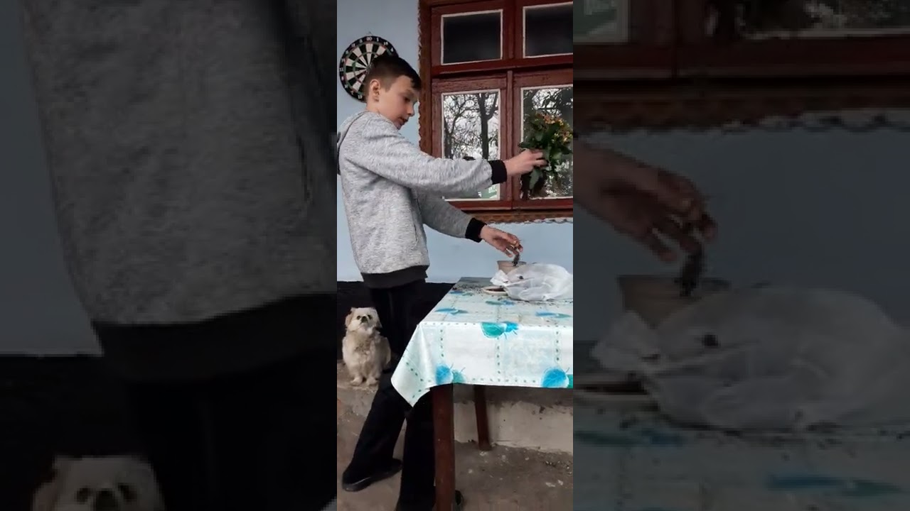 Replantarea Unei Flori de camera.