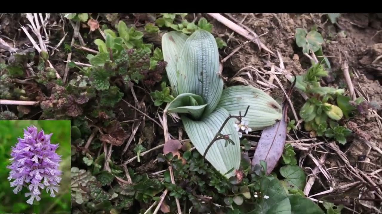 Doğada Topbaş Salep Orkidesi Orchis Tridendata