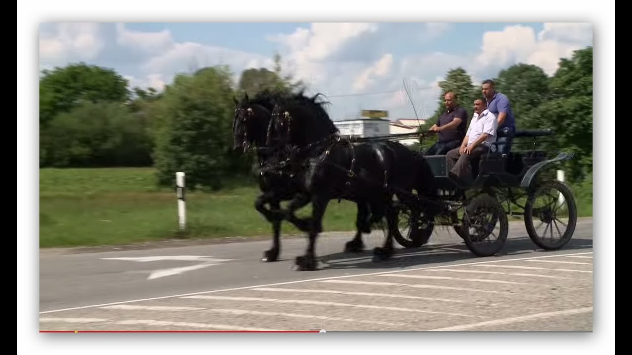 Király és Tyson eladó!