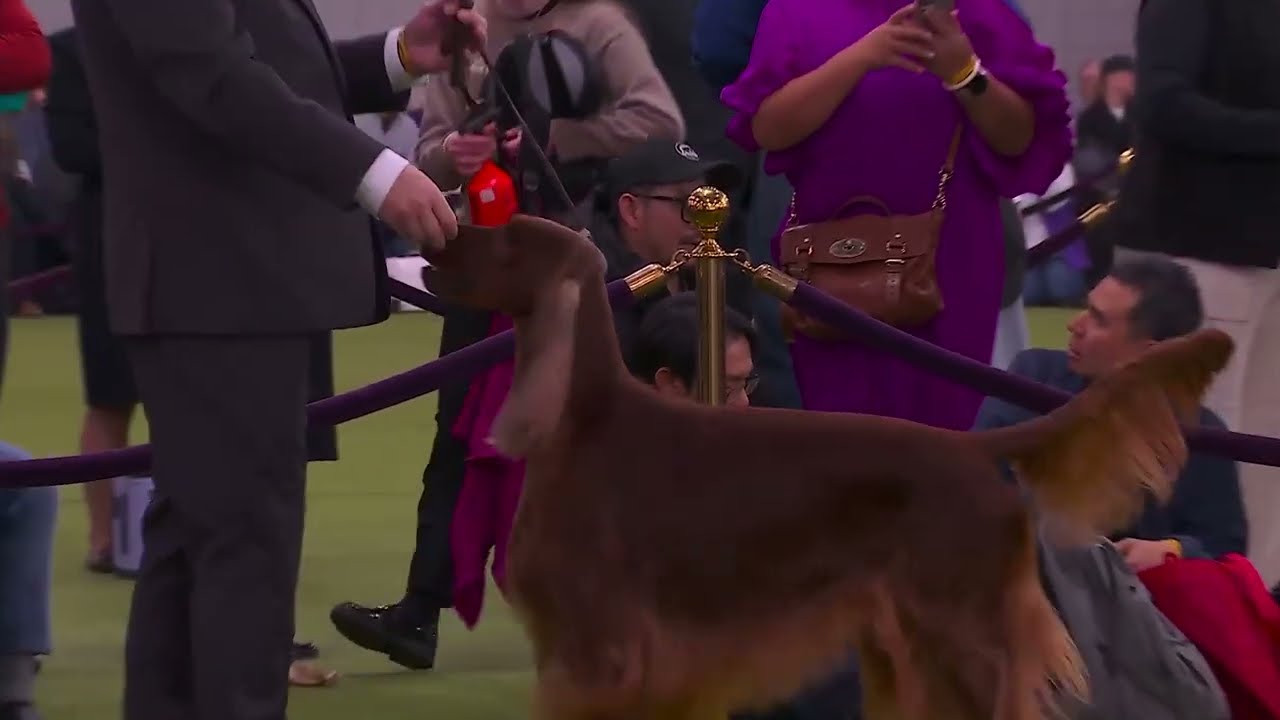Irish Setters | Breed Judging 2026