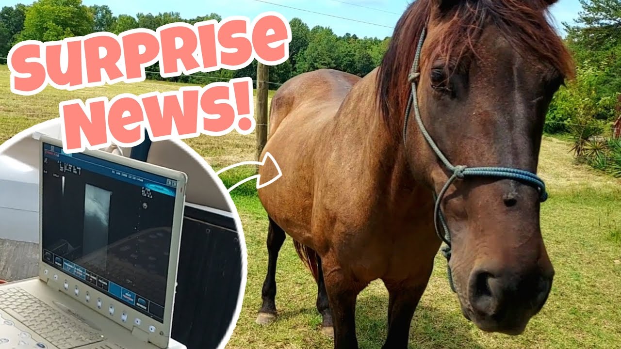 CAN WE SEE THE FOAL? | Pregnant mustang gets 2nd ultrasound