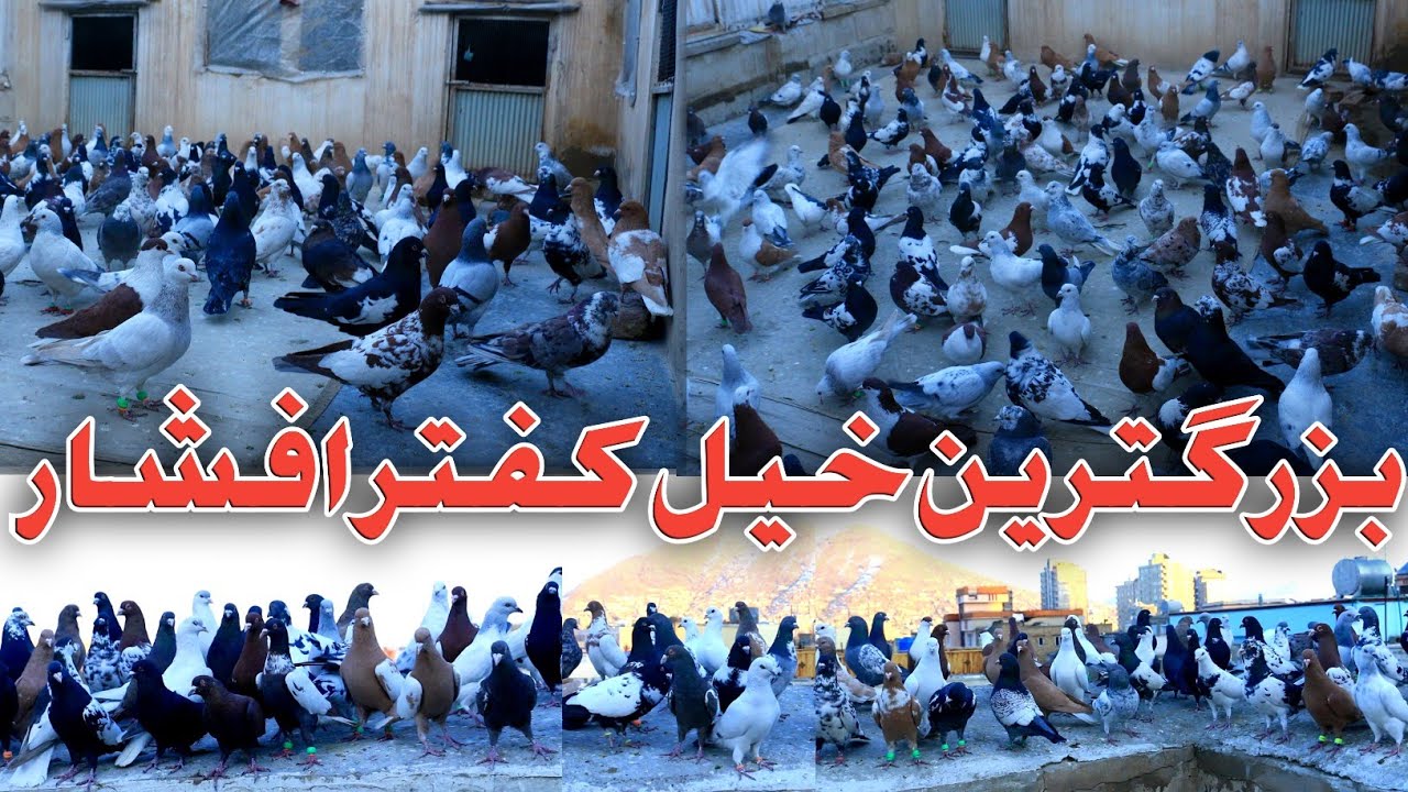 کفتربازی با چندین خيل افشار/شکارهای بیشمار اما یکی نصیب ما نشد/ بزرگترین خیل /‌largest Pigeons Group