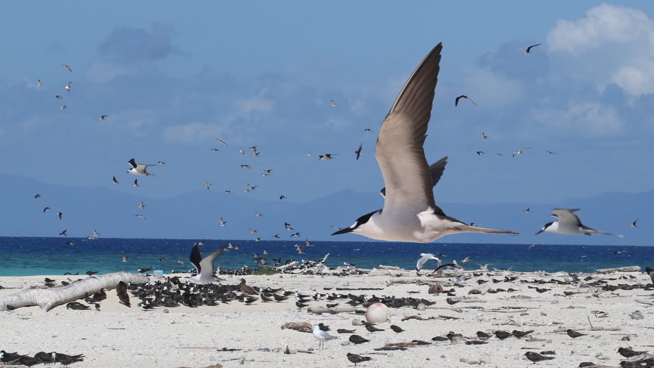 Tern birds - The video part1