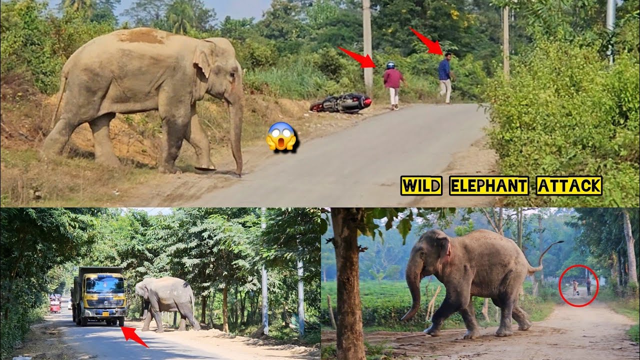 Dangerous Wild Elephant Attack 😱😱🐘|| #assamanimals #elephantattack 