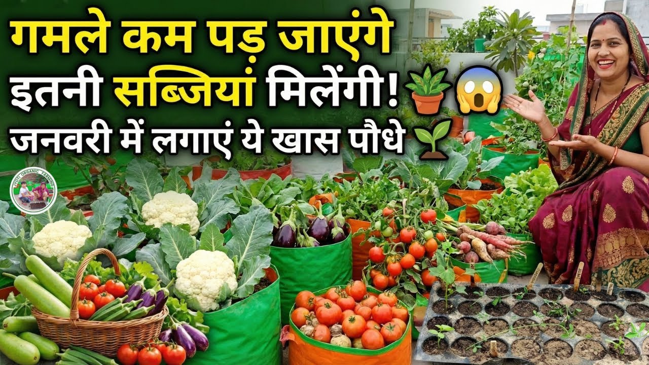 जनवरी में बस ये सब्जियां लगा लो 🍆🍅 पूरी गर्मी पड़ोसियों को बांटनी पड़ेगी! 😱 | Summer Vegetables