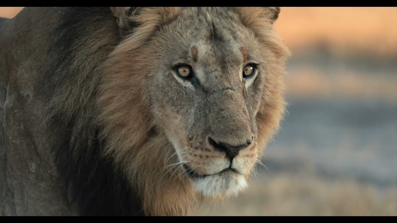THINK Shinde Footsteps | Walking Safari Camp | Okavango Delta | Ker & Downey Botswana