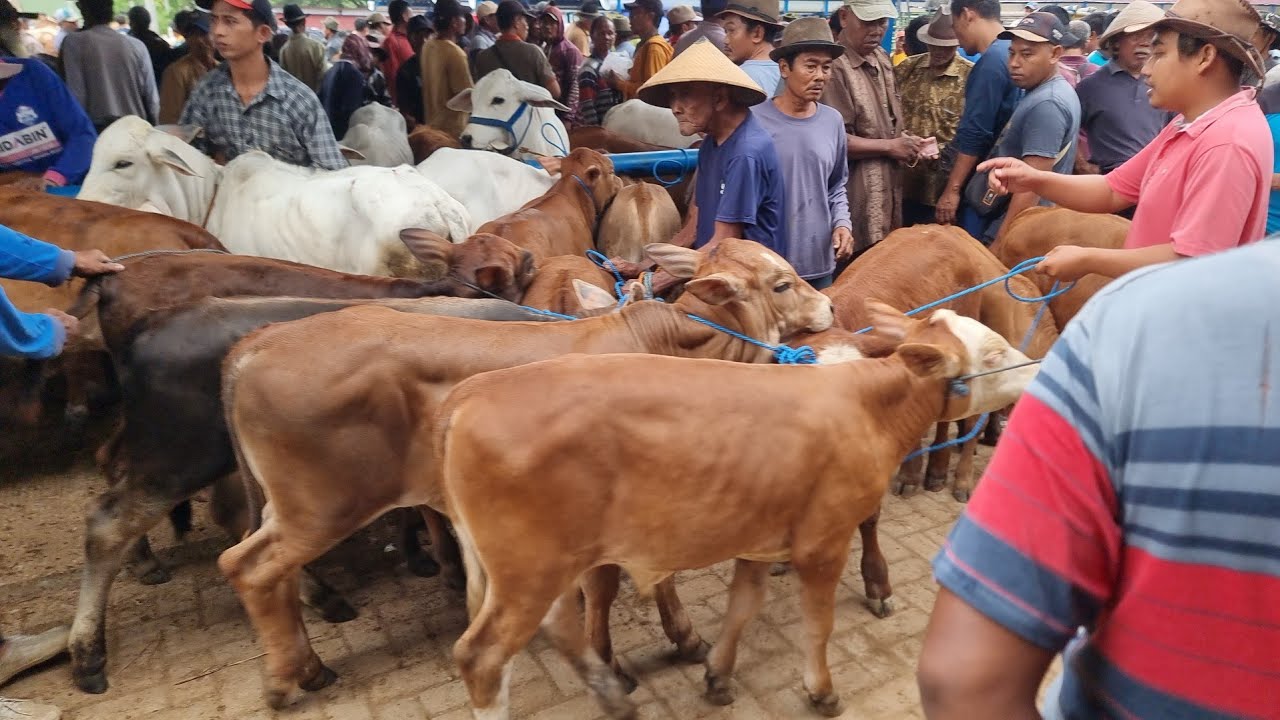 6 JUTA NEGO ‼️ FULL PEDET SUPER HARGA MURAH pasar hewan pamotan rembang | selasa 24 febuari 2026 