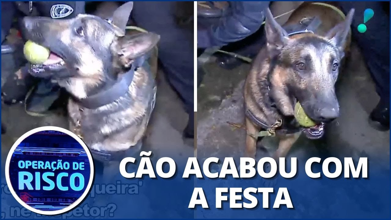 Meteu o louco? Traficante esconde droga e cão farejador da GCM encontra tudo