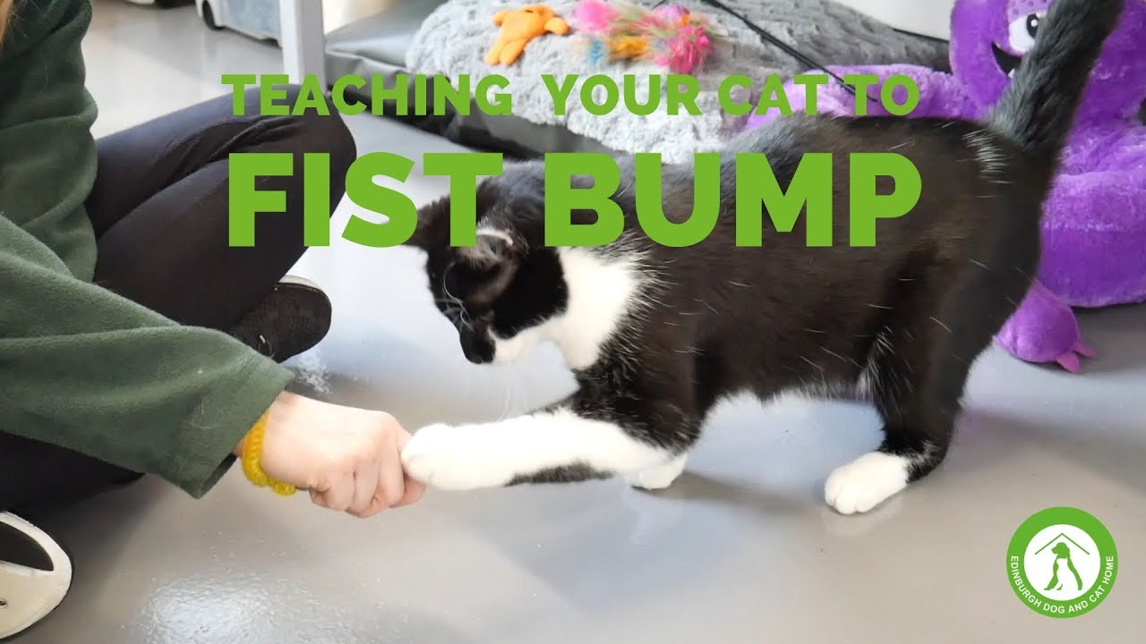 Teach Your Cat to Fist Bump