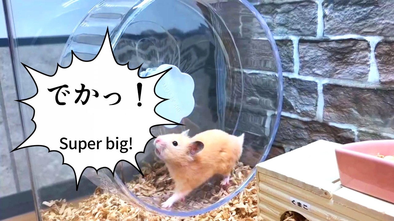 Я установил BUCATSTATE Hamster Wheel 26 Silent в 60-сантиметровый аквариум для золотых хомяков.