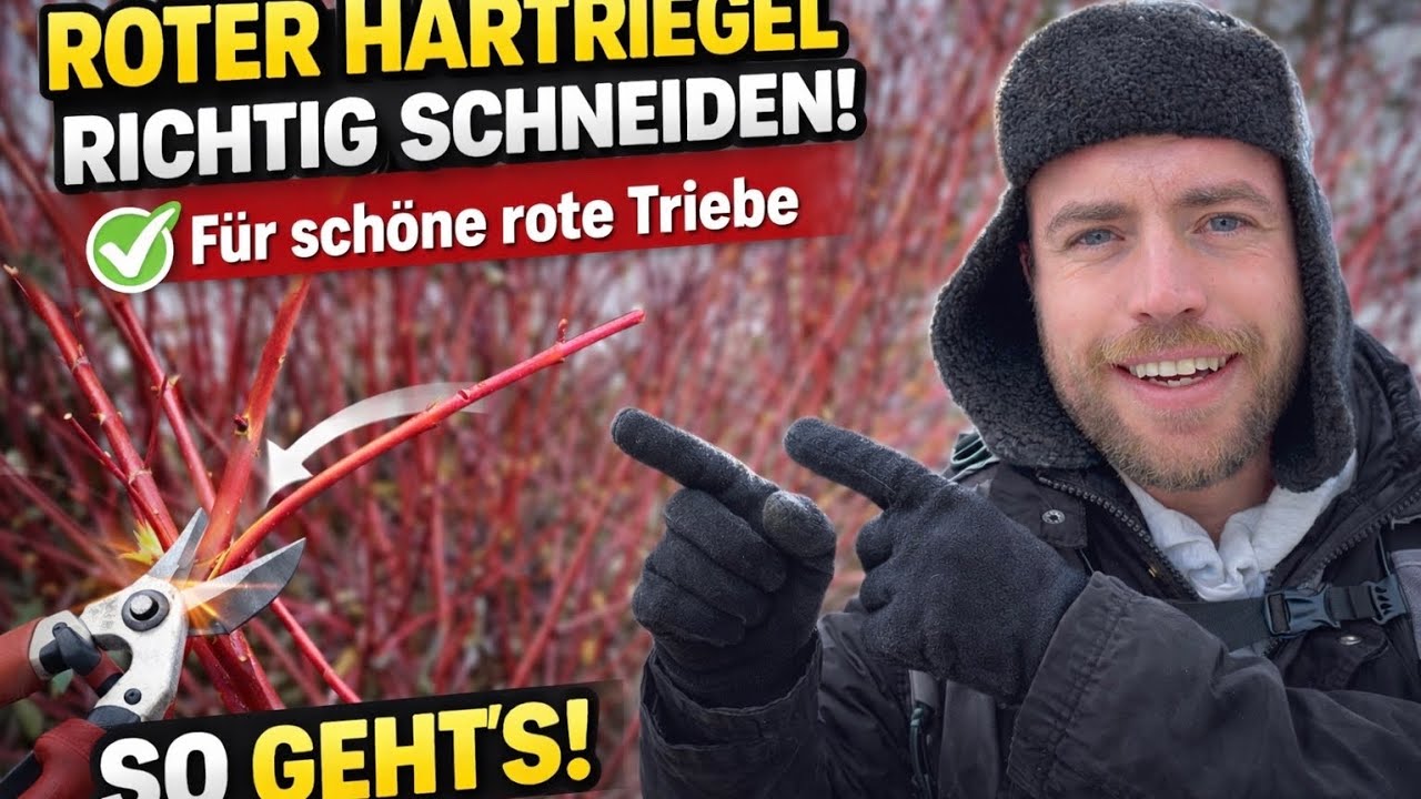 Roter Hartriegel richtig schneiden 🌿 So bleiben die Triebe knallrot!