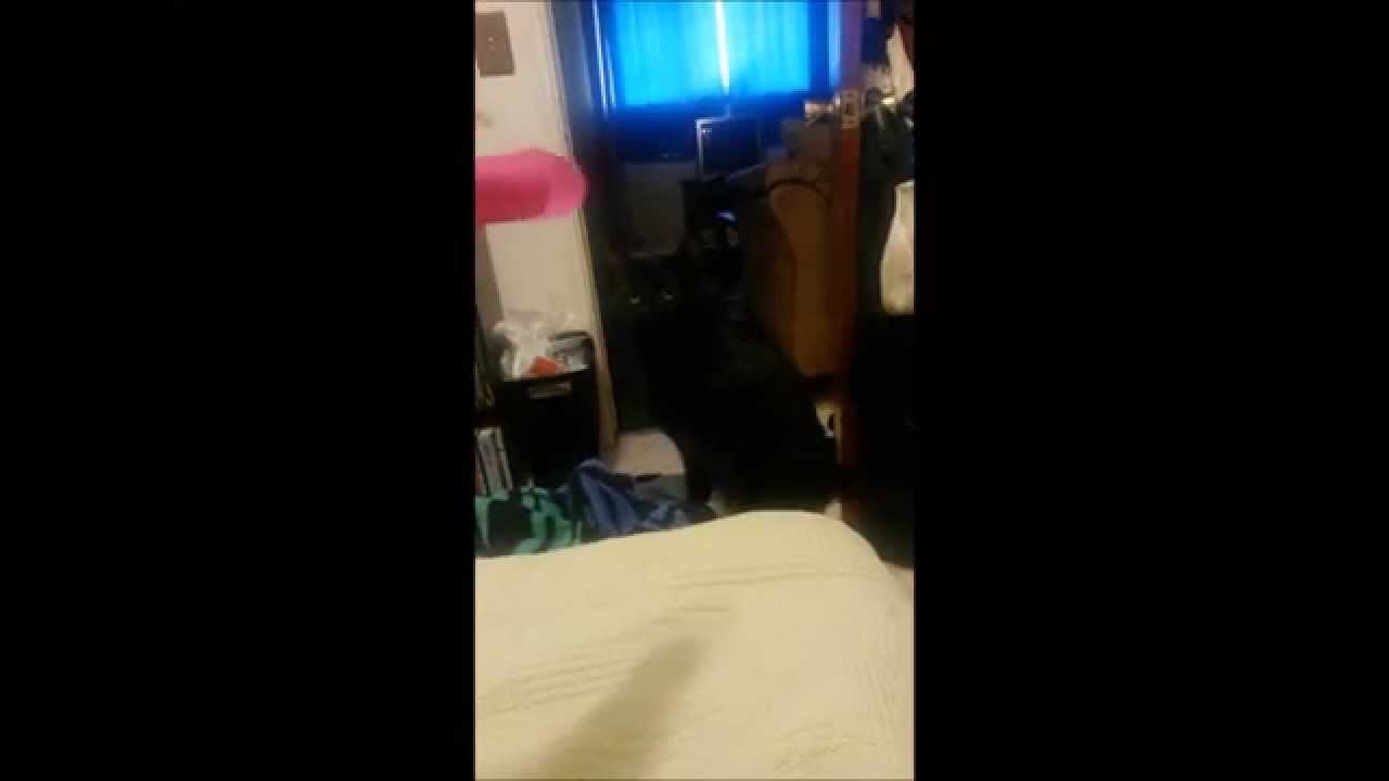 Cat vs Vibrator
