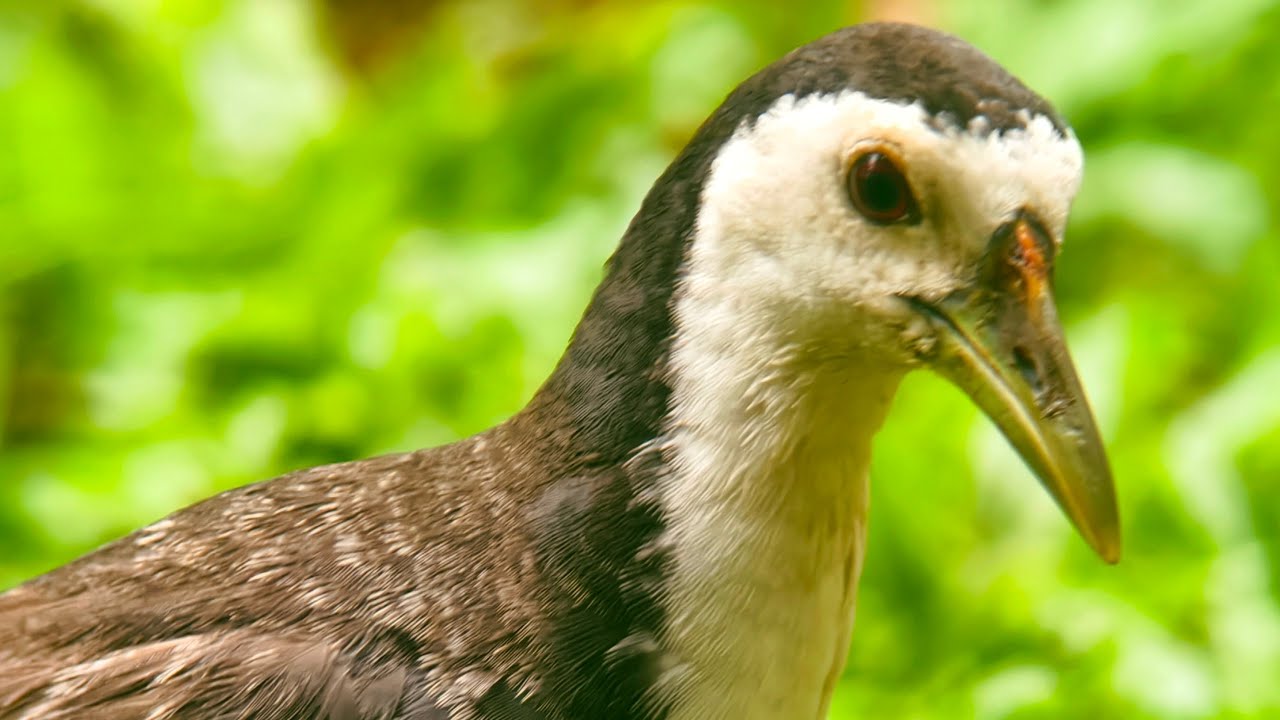 Burung Kareo Padi Galak