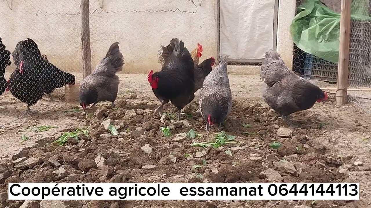 ماشاء الله أجمل سلالات الدجاج البياض والاحمة.التعاونية الفلاحية السمنات عنوان للجودة 0644144113.