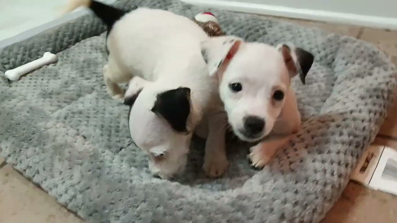 Chi-Poo Puppy Playtime