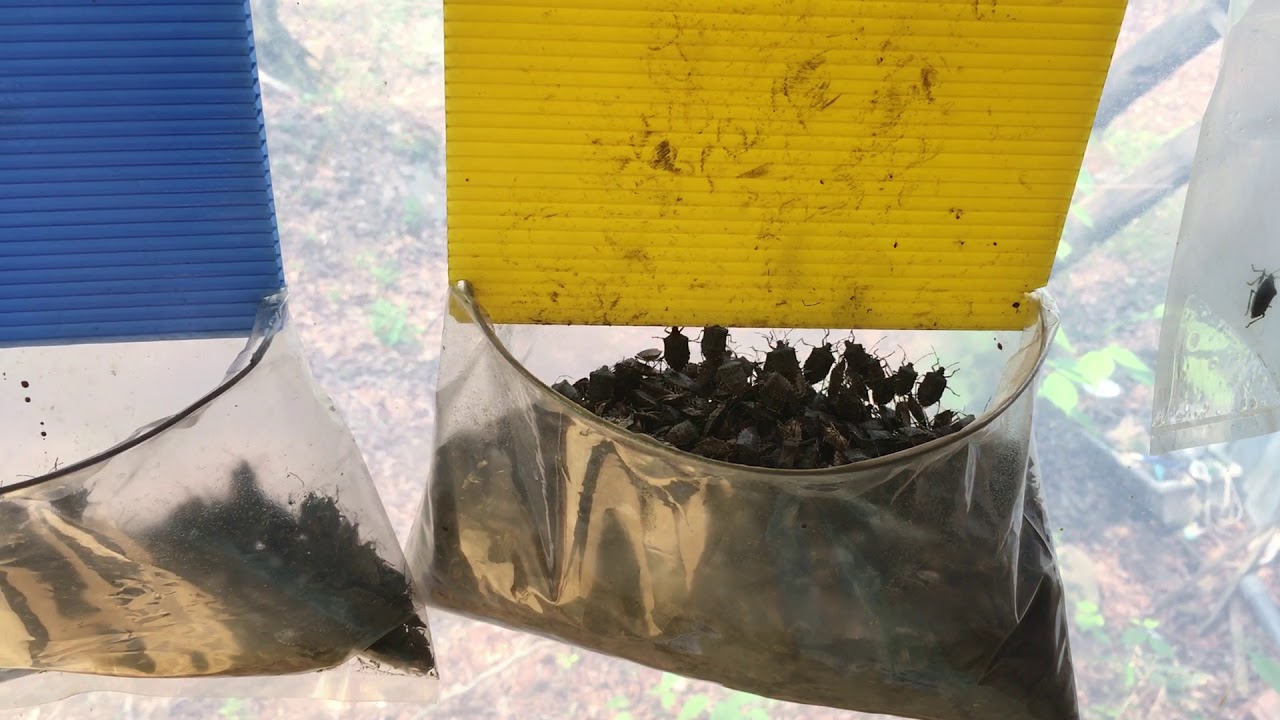カメムシ捕獲器