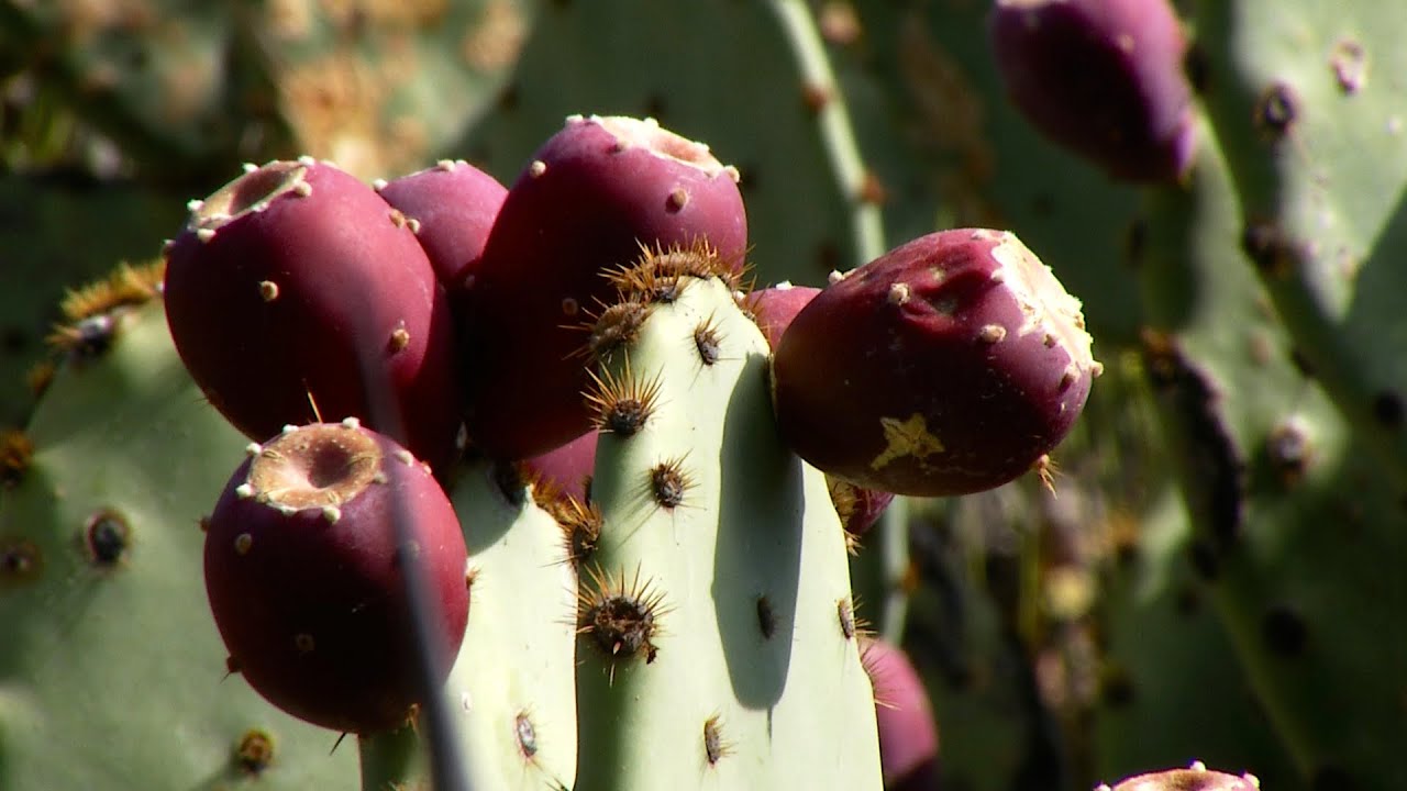 Prickly Pear