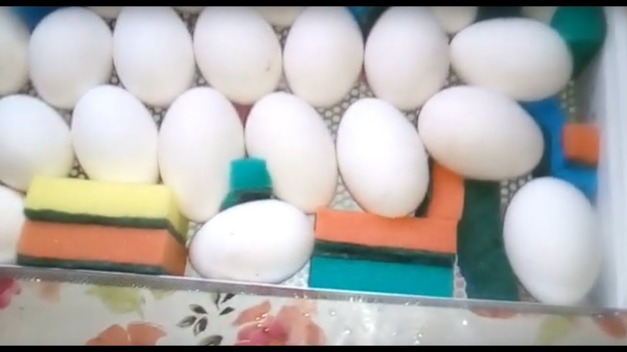 ИНКУБАЦИЯ гусей в OVO 78. Таблица режим инкубации гусиных яиц