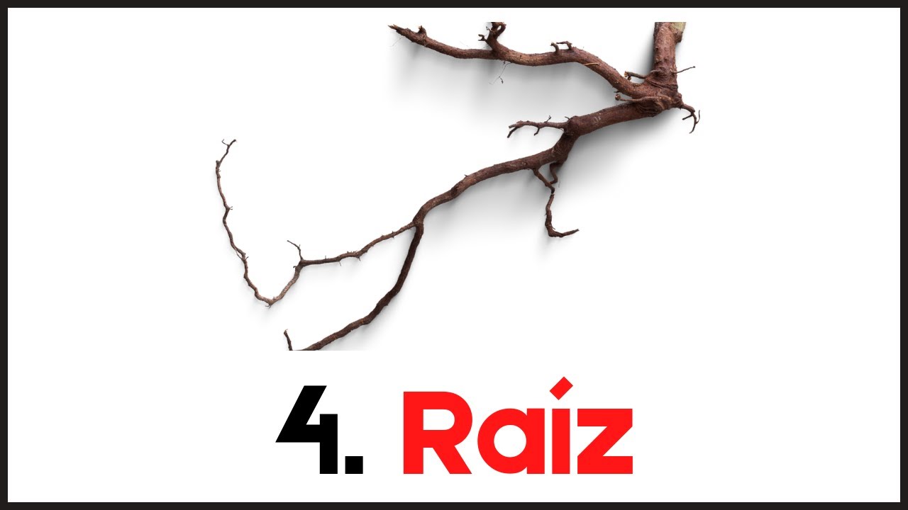 4. Raíz