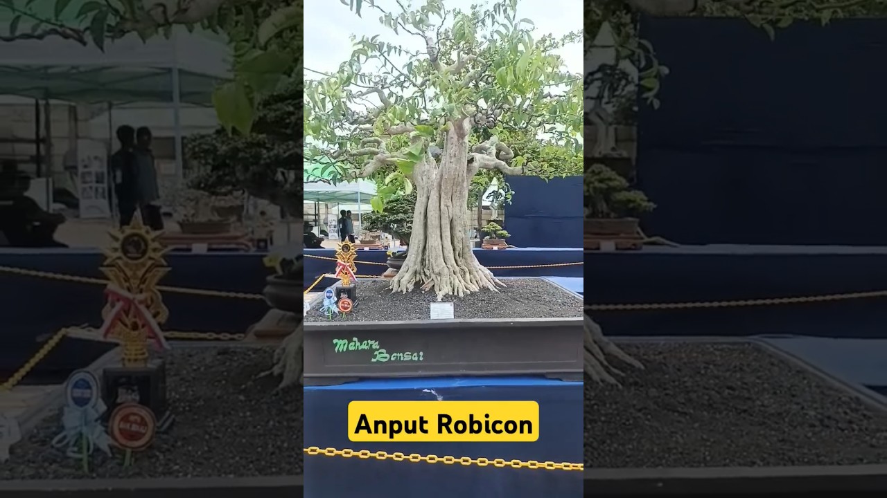 Anting putri monster di pamlok#shorts #bonsai #bonsaiantingputri