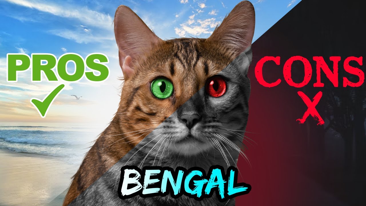 Don't Get a BENGAL Cat Before Watching This (Pros & Cons)
