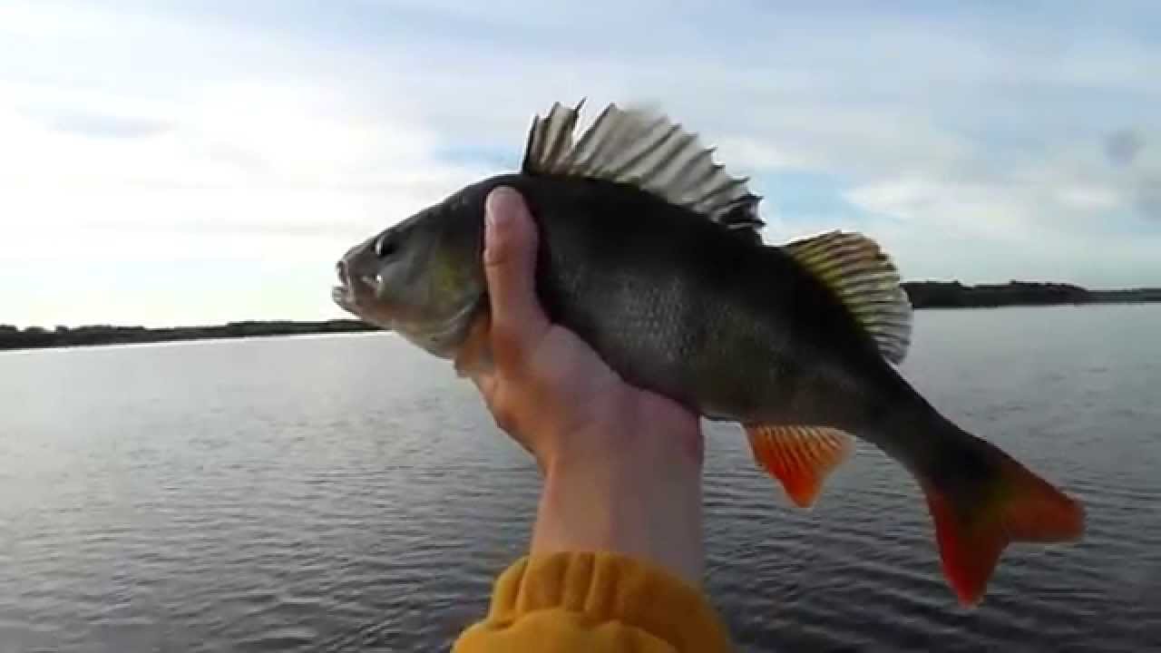 Eserys 760g