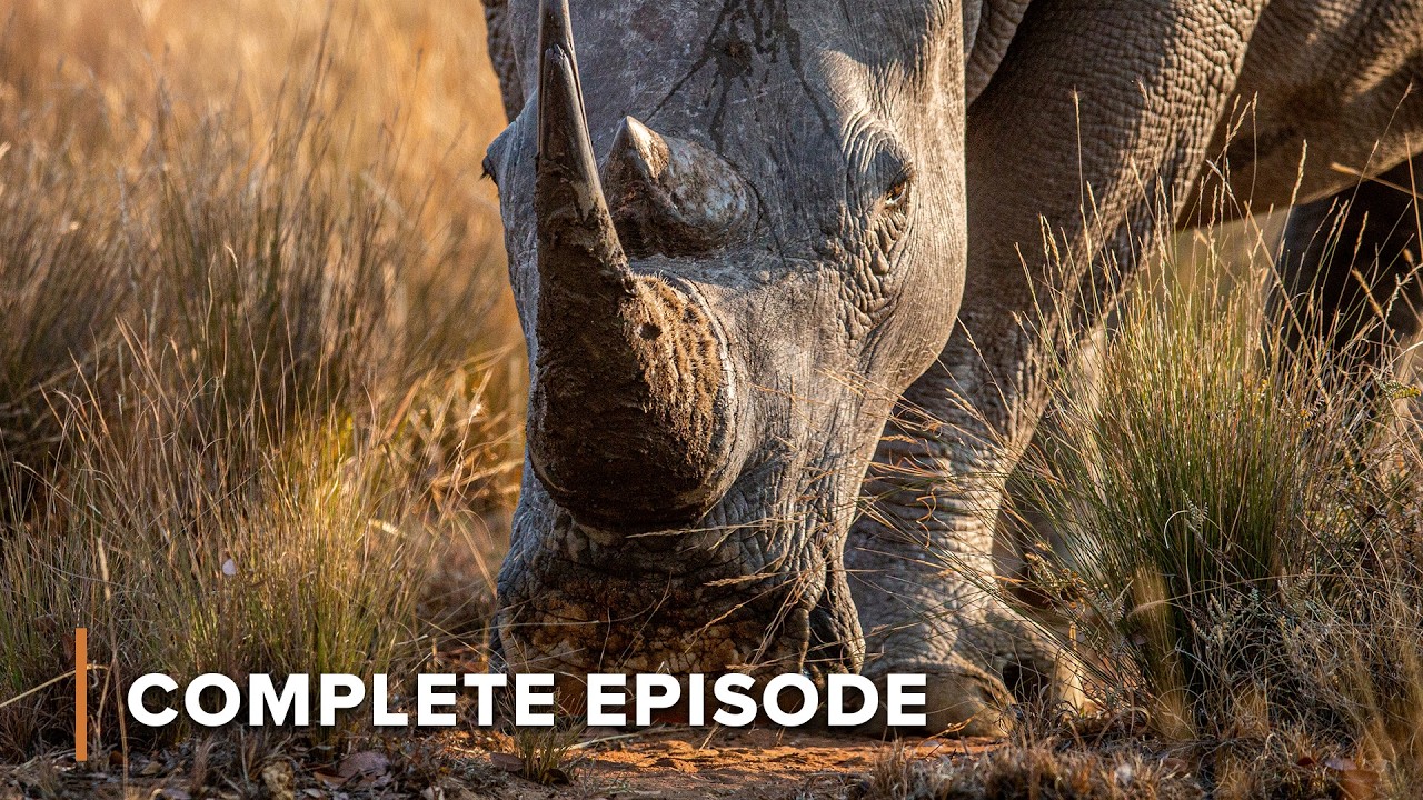 Kenya Wildlife Diaries - FULL SEASON MARATHON 2