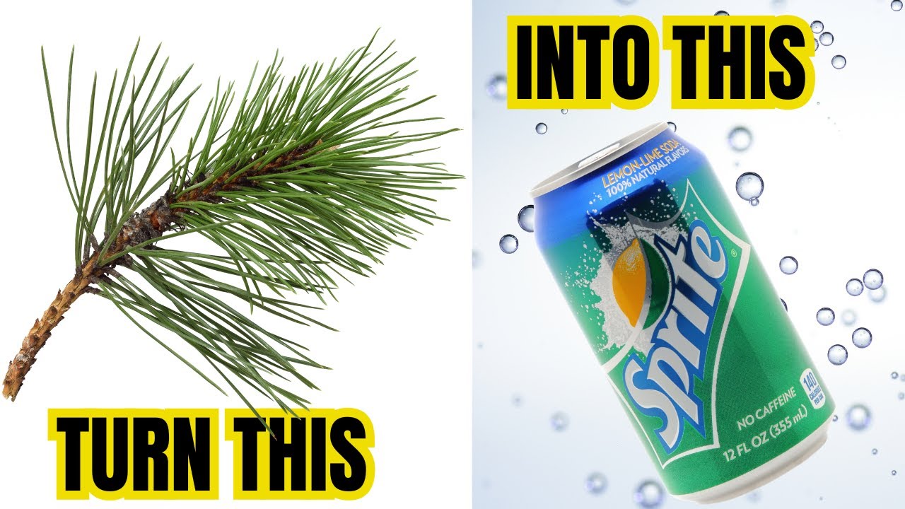 How To Turn A Tree Into A Sprite | PINE NEEDLE SODA