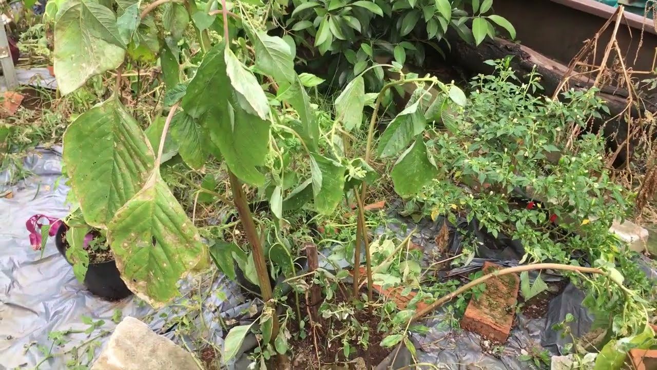 Membasmi Gulma dan rumput liar menggunakan Herbisida Lindomin