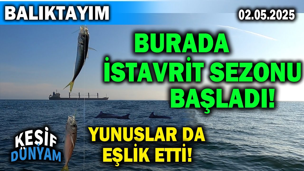 Yeşilköy Çapari ile İstavrit Avı Mayıs 2025 | İSTAVRİT VAR MI? | İstanbul Balık Avı | BALIKTAYIM