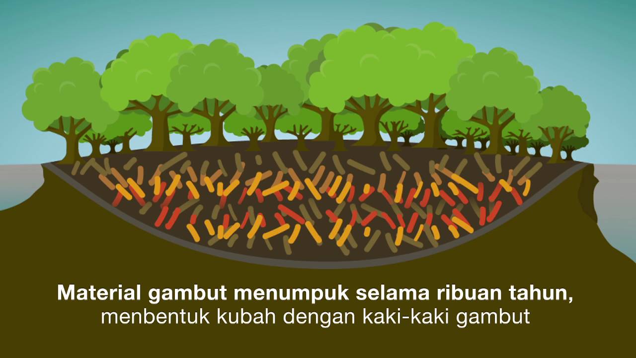 Ayo Jaga Gambut Kita