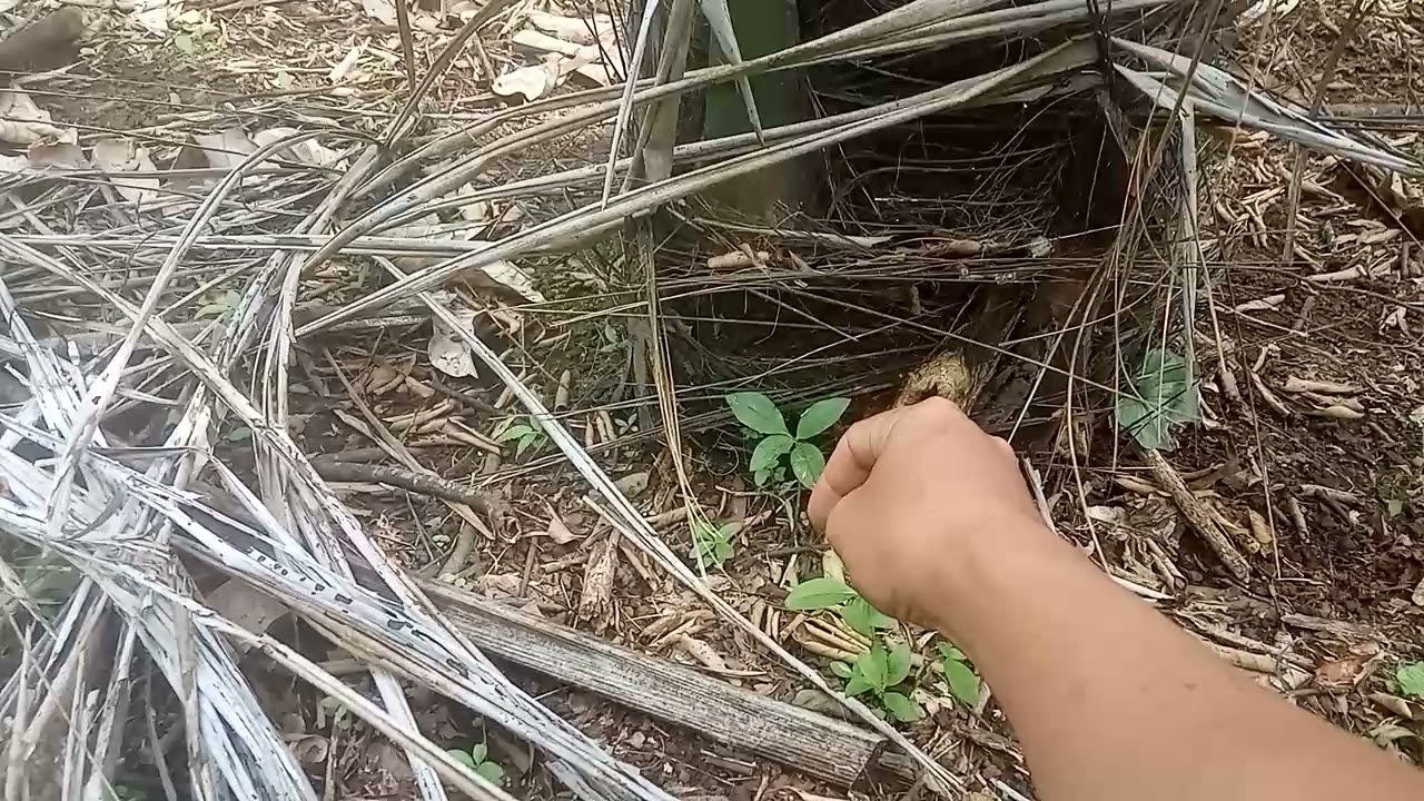 Pohon Aren Umur 4 Tahun || Hasil Tanam Cambah Cabutan