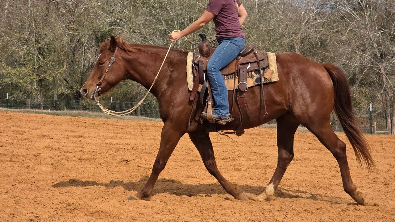 Habanero Chic 2020 AQHA Mare Available 