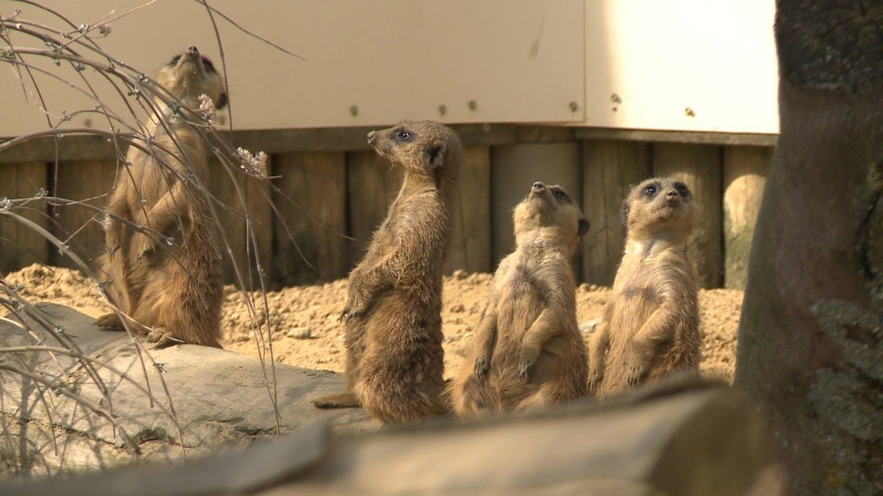 Le zoo d'Amiens retrouve des couleurs au printemps - Météo à la carte