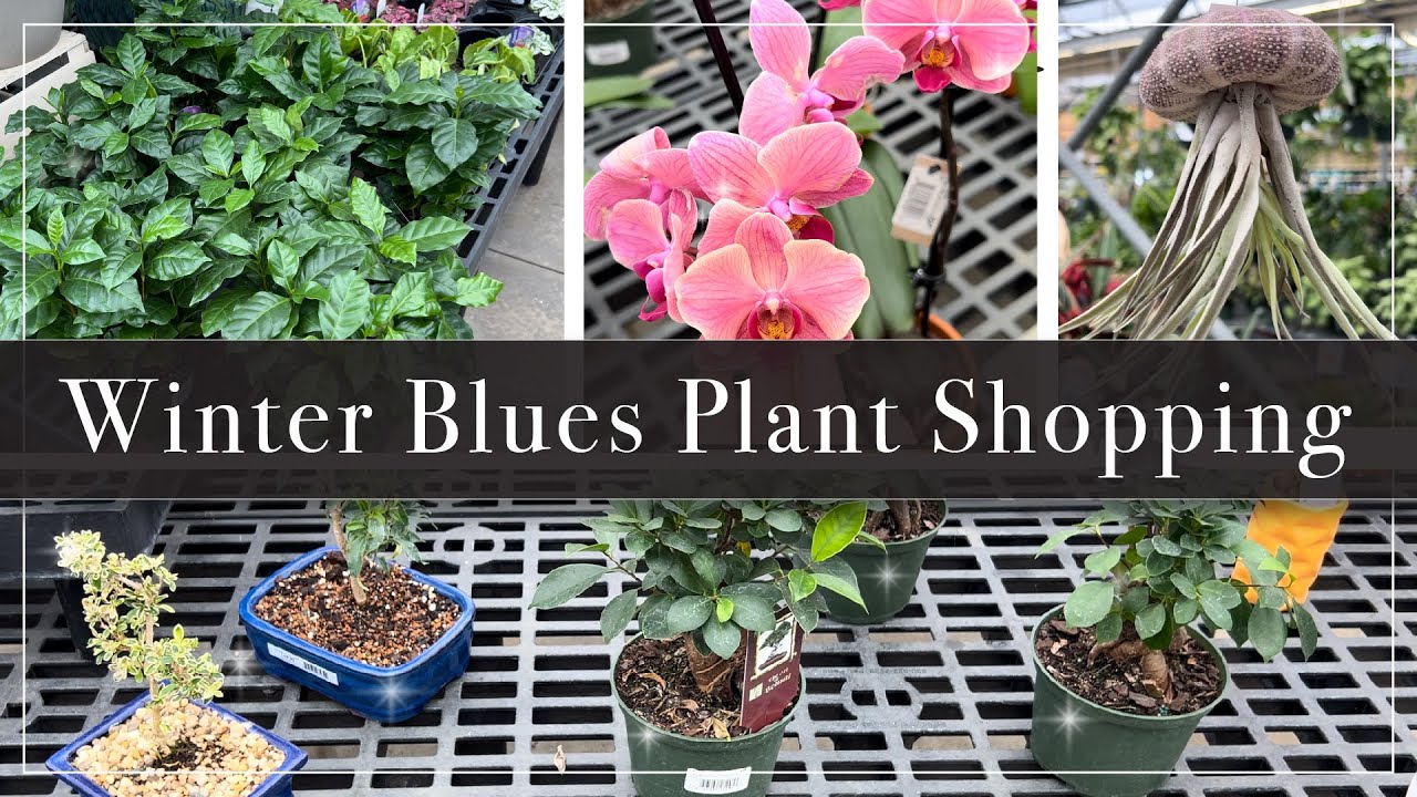 Shopping for Indoor Plants! Shop with me for Plants at Stauffer's of Kissel Hill