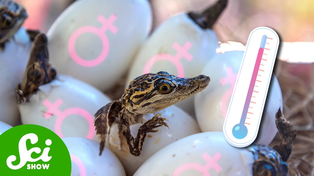 Will Climate Change Turn More Reptiles Female?
